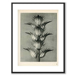 Blossfeldt as a vintage illustration and poster from Historly – with white border without title