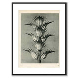 Blossfeldt as a vintage illustration and poster from Historly – with white border without title