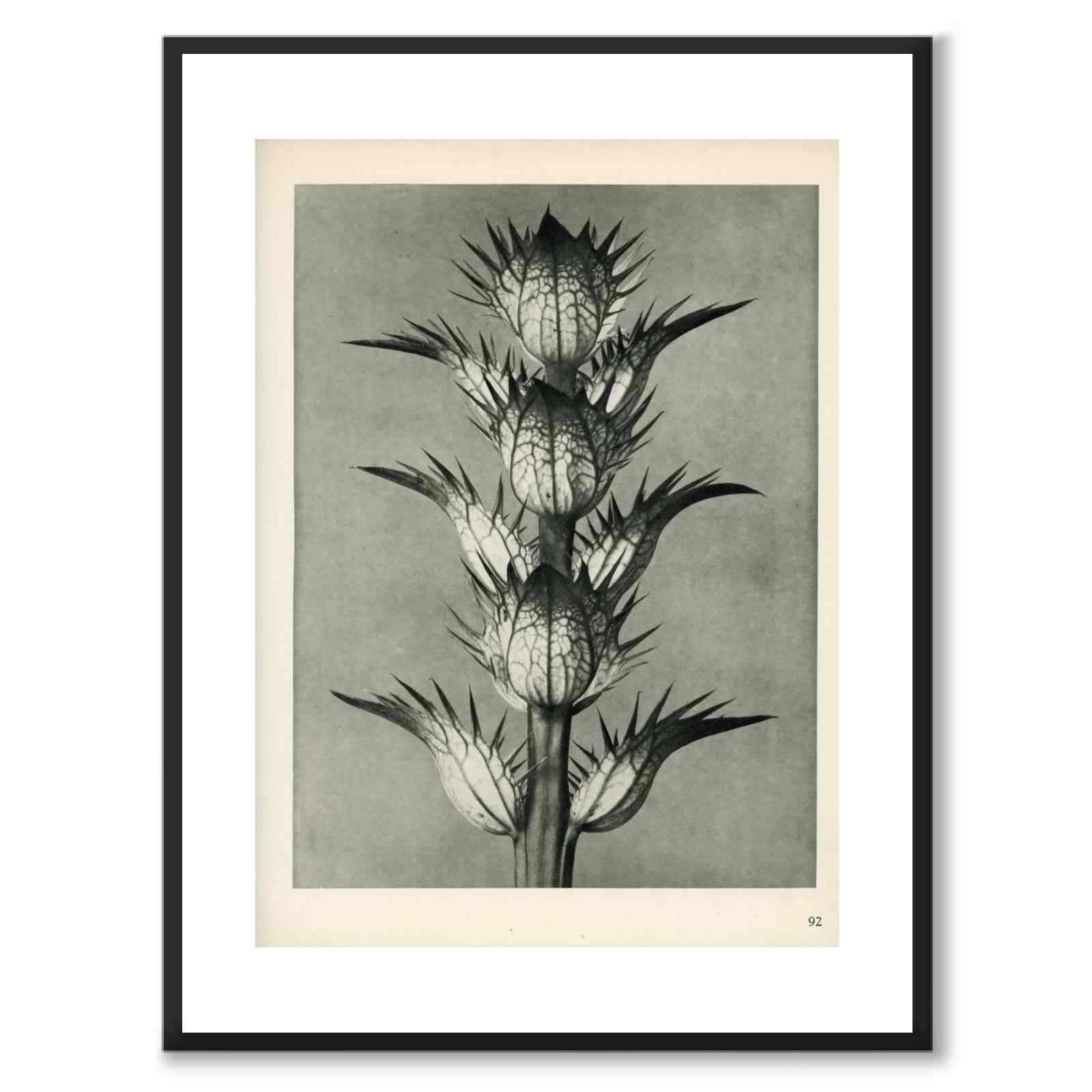 Blossfeldt as a vintage illustration and poster from Historly – with white border without title