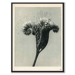 Blossfeldt som vintageillustration och poster från Historly – helbild utan vit kant