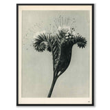 Blossfeldt som vintageillustration och poster från Historly – helbild utan vit kant