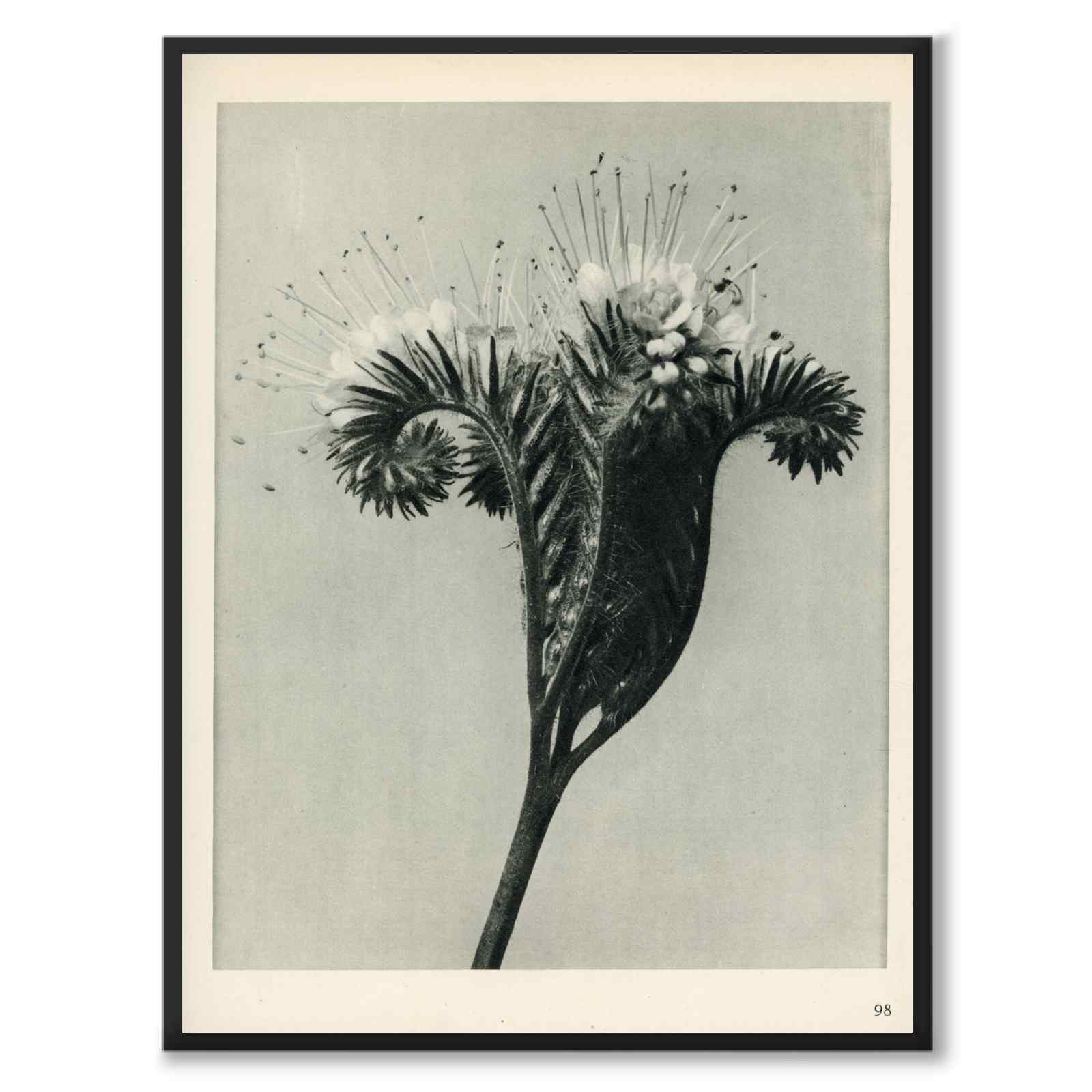 Blossfeldt som vintageillustration och poster från Historly – helbild utan vit kant
