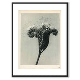 Blossfeldt som vintageillustration och poster från Historly – med vit kant utan titel