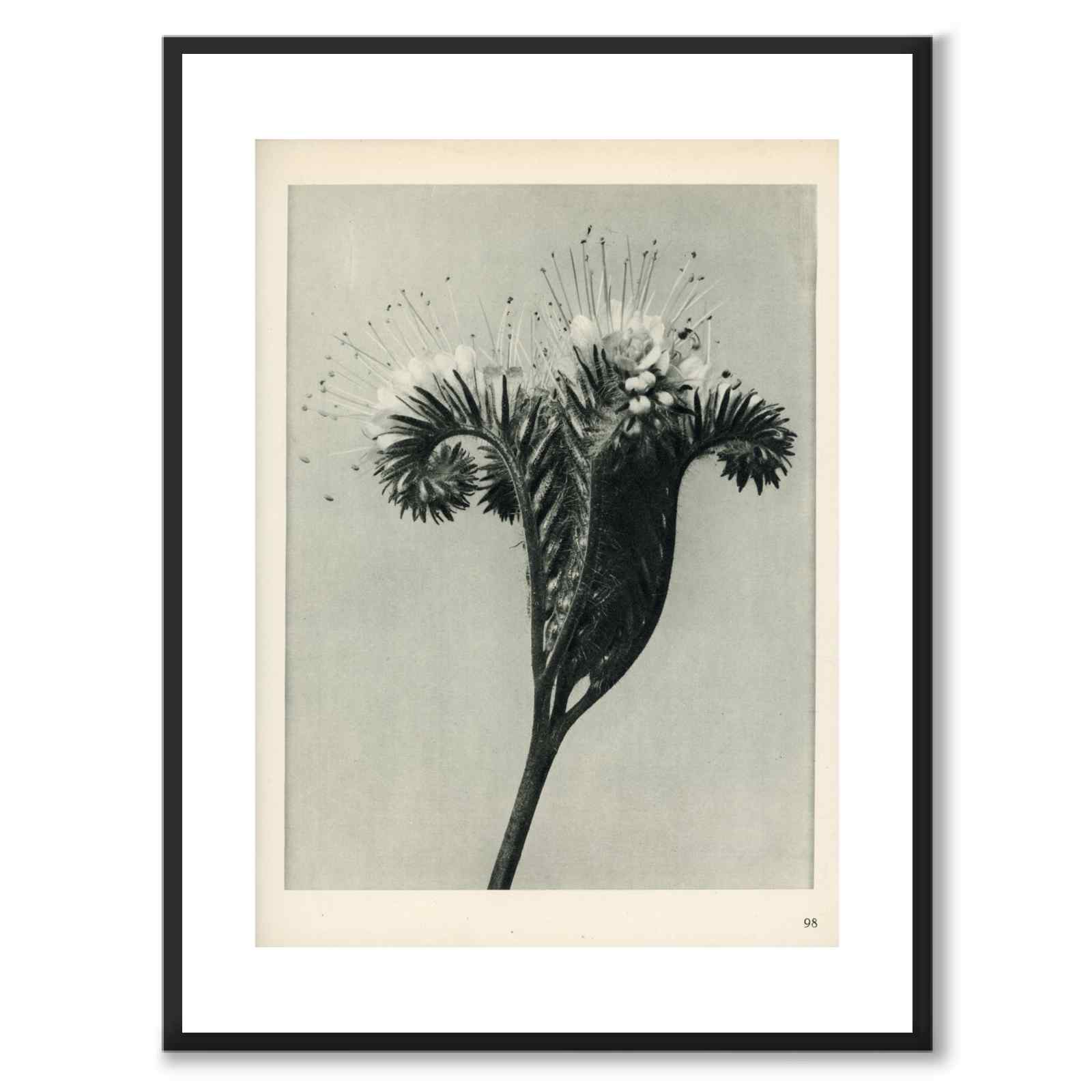 Blossfeldt som vintageillustration och poster från Historly – med vit kant utan titel