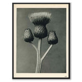 Blossfeldt as a vintage illustration and poster from Historly – full image without white border