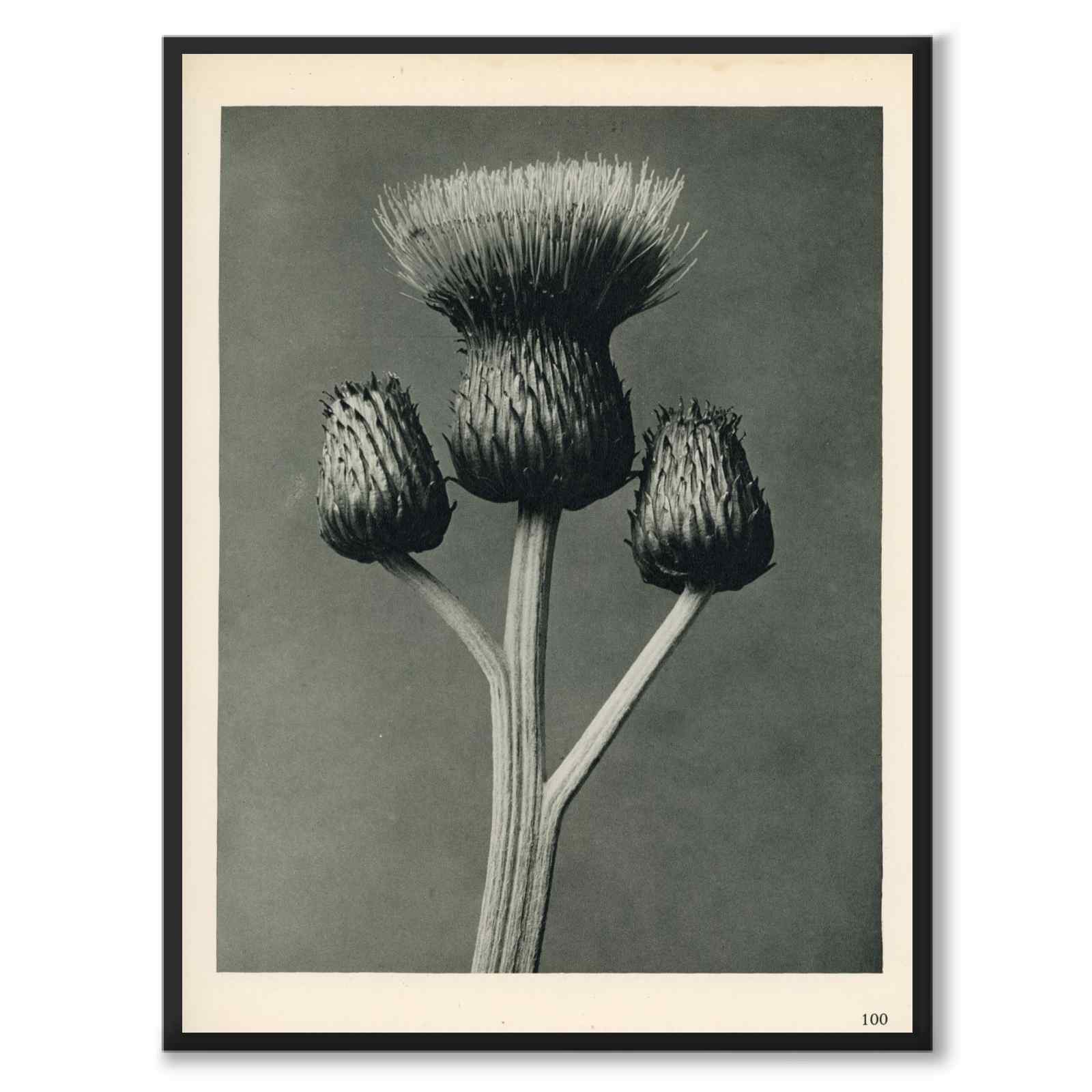 Blossfeldt as a vintage illustration and poster from Historly – full image without white border