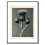 Blossfeldt as a vintage illustration and poster from Historly – with white border without title