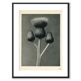 Blossfeldt as a vintage illustration and poster from Historly – with white border without title