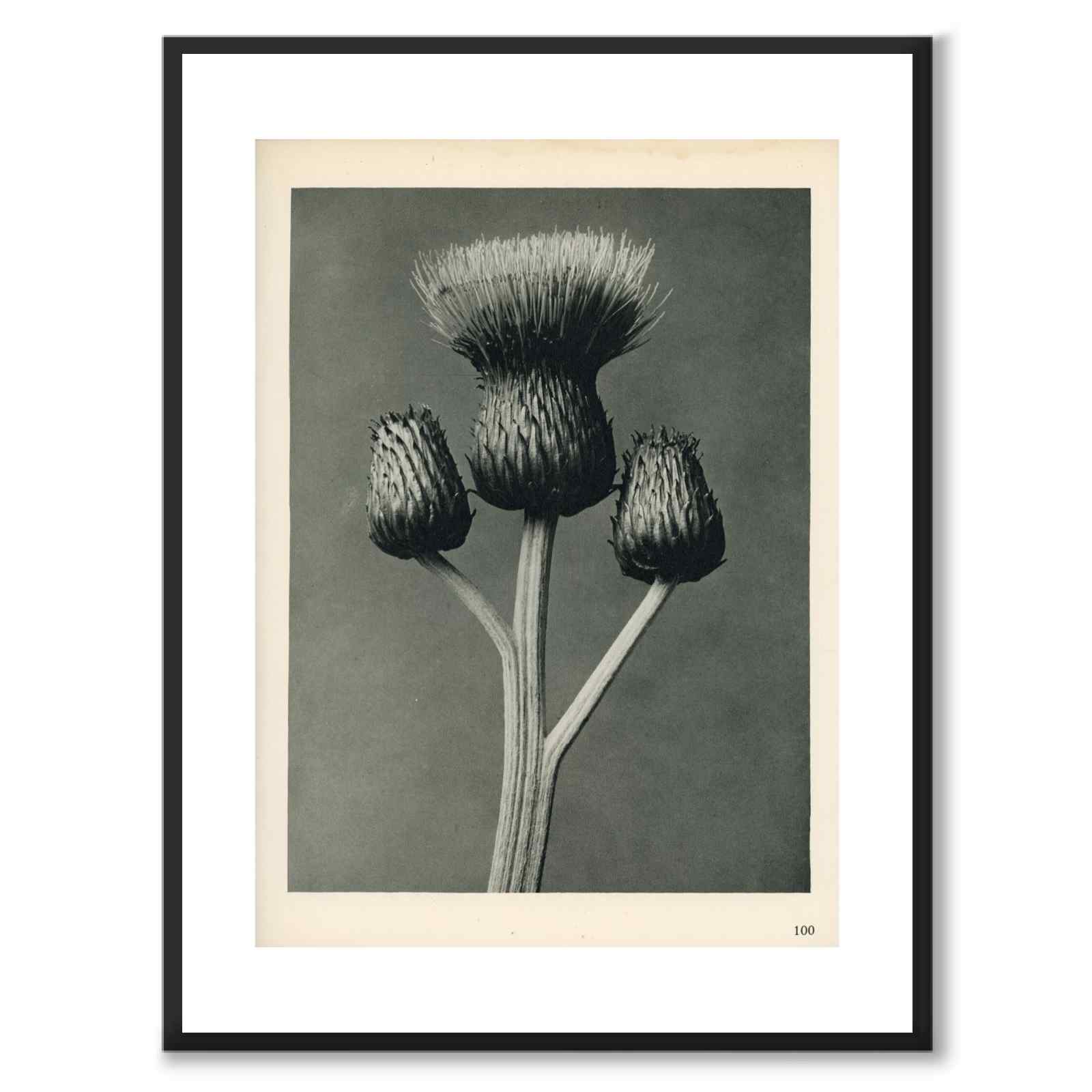 Blossfeldt as a vintage illustration and poster from Historly – with white border without title