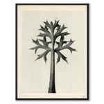 Blossfeldt as a vintage illustration and poster from Historly – full image without white border