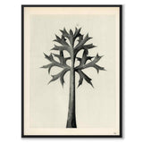 Blossfeldt as a vintage illustration and poster from Historly – full image without white border