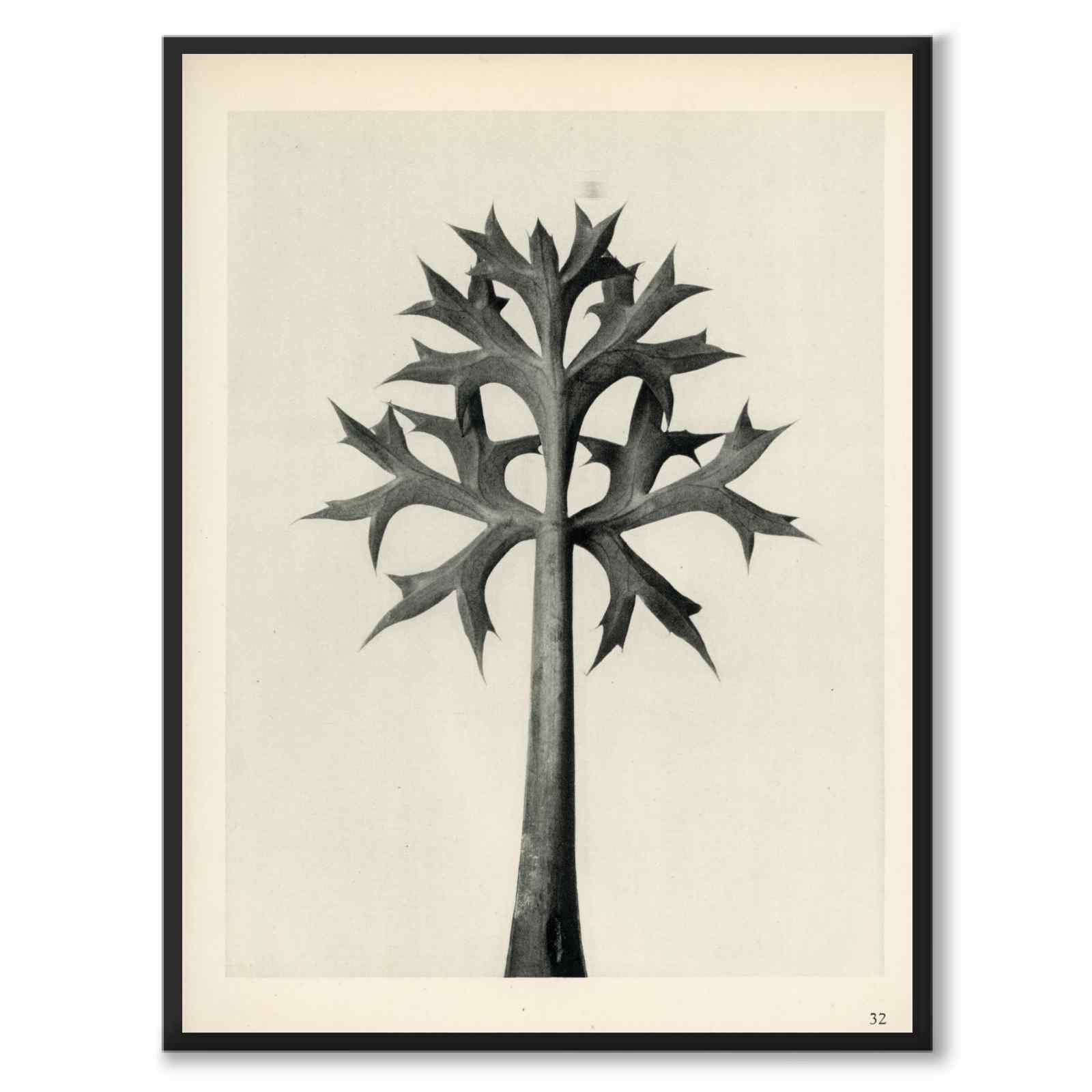Blossfeldt as a vintage illustration and poster from Historly – full image without white border