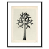 Blossfeldt as a vintage illustration and poster from Historly – with white border without title