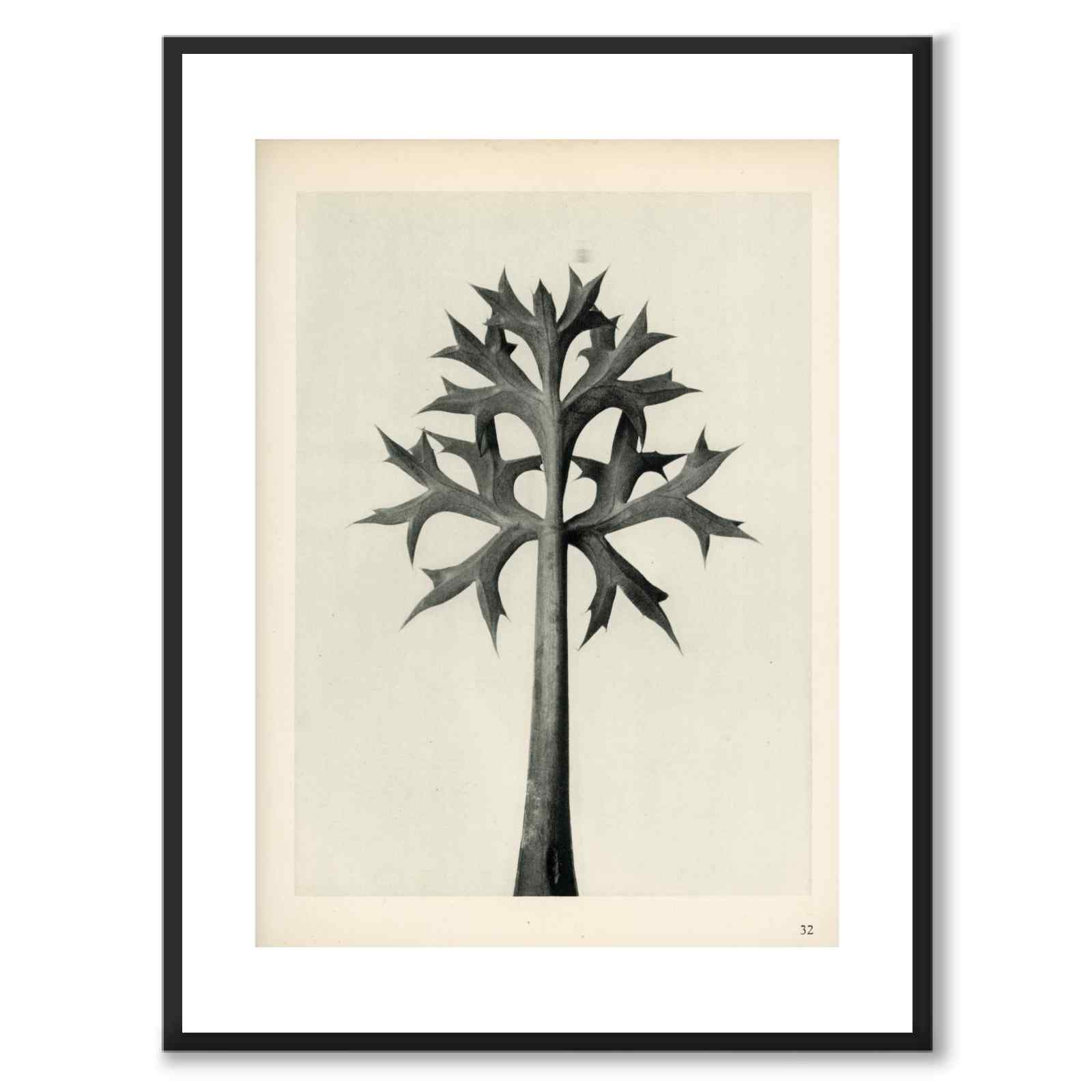 Blossfeldt as a vintage illustration and poster from Historly – with white border without title