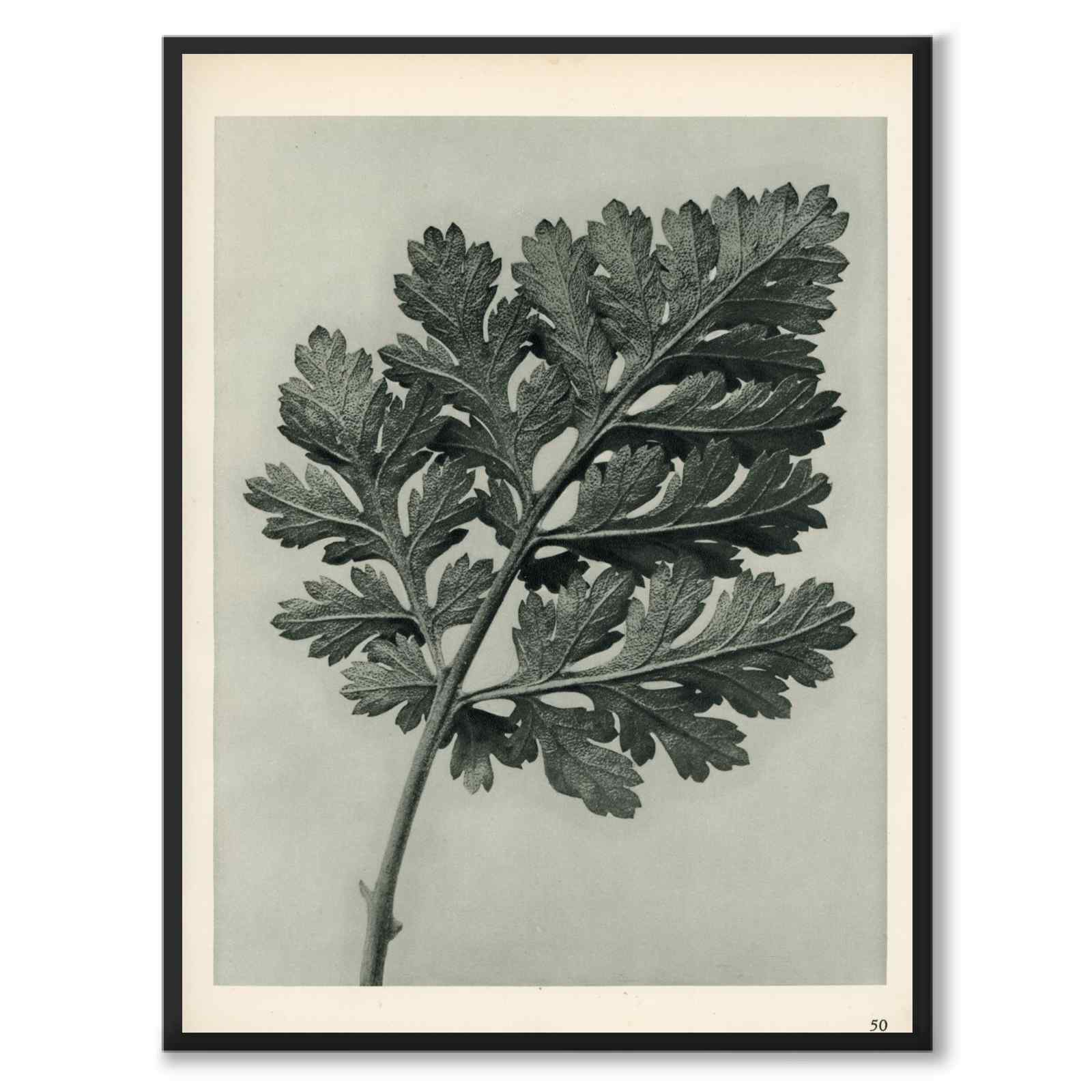 Blossfeldt as a vintage illustration and poster from Historly – full image without white border