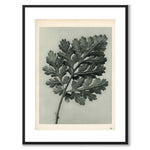 Blossfeldt as a vintage illustration and poster from Historly – with white border without title