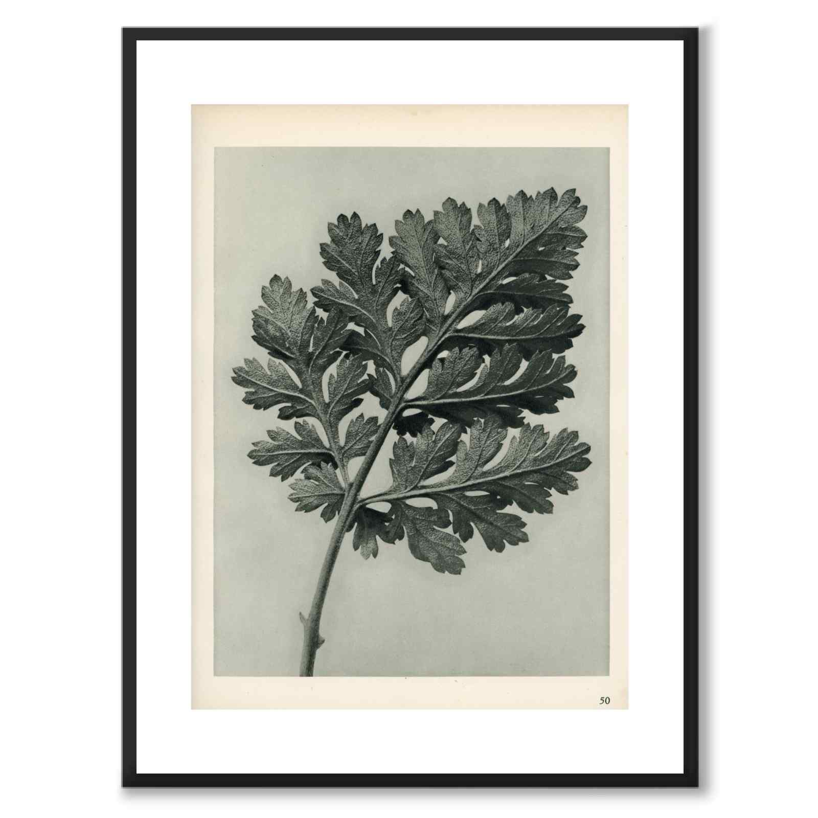 Blossfeldt as a vintage illustration and poster from Historly – with white border without title