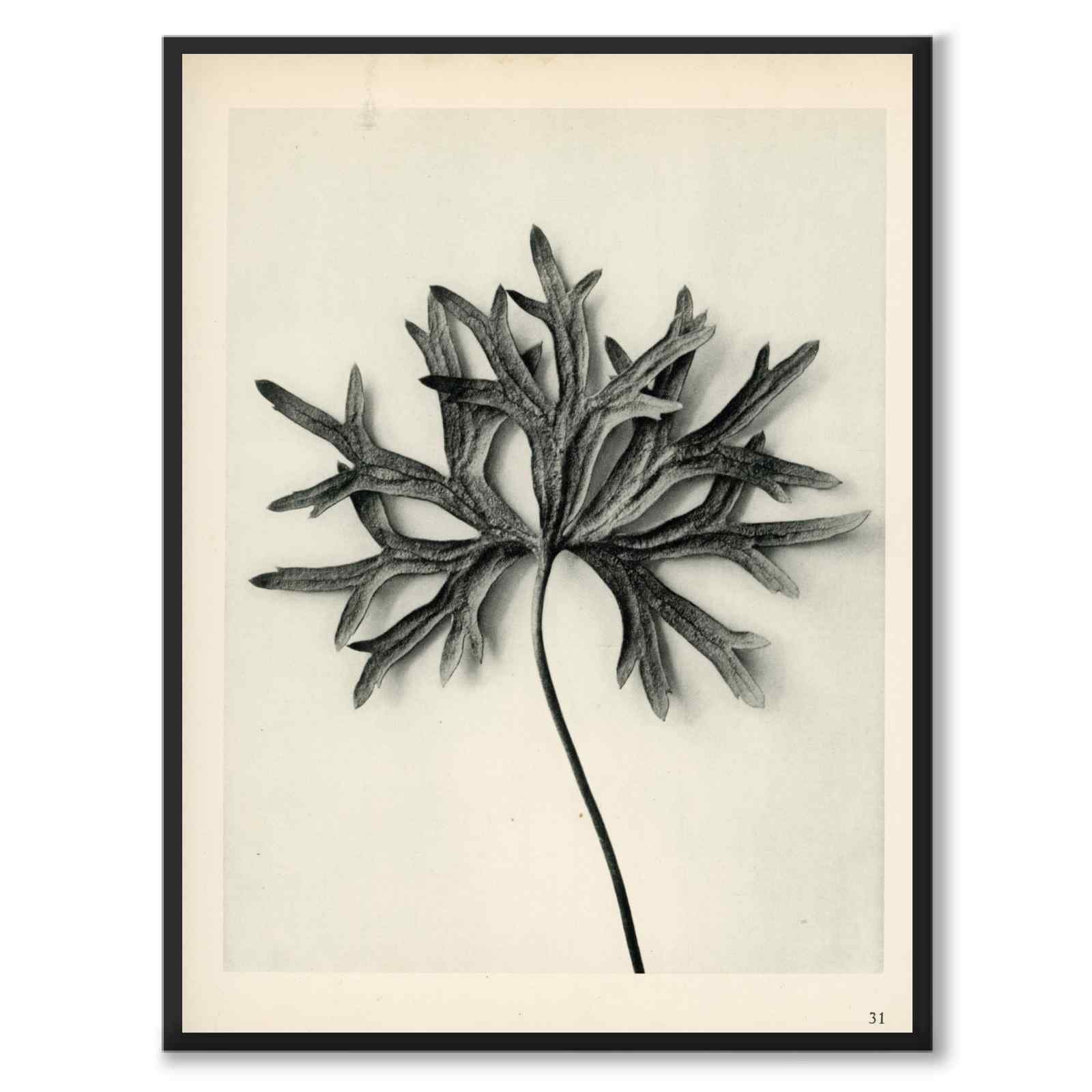 Blossfeldt som vintageillustration och poster från Historly – helbild utan vit kant