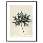 Blossfeldt as a vintage illustration and poster from Historly – with white border without title