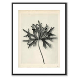 Blossfeldt as a vintage illustration and poster from Historly – with white border without title