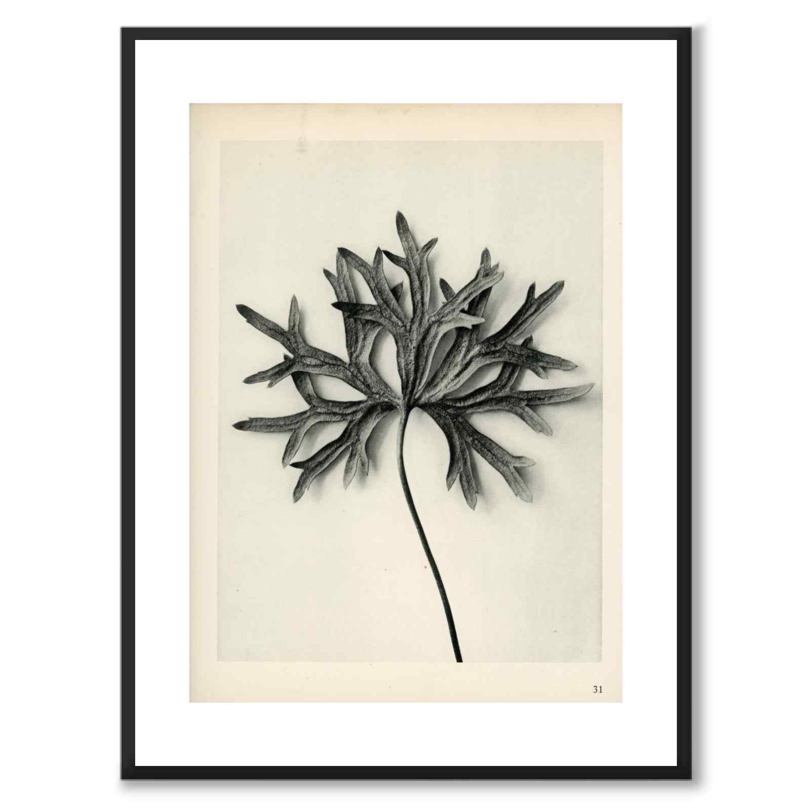 Blossfeldt as a vintage illustration and poster from Historly – with white border without title