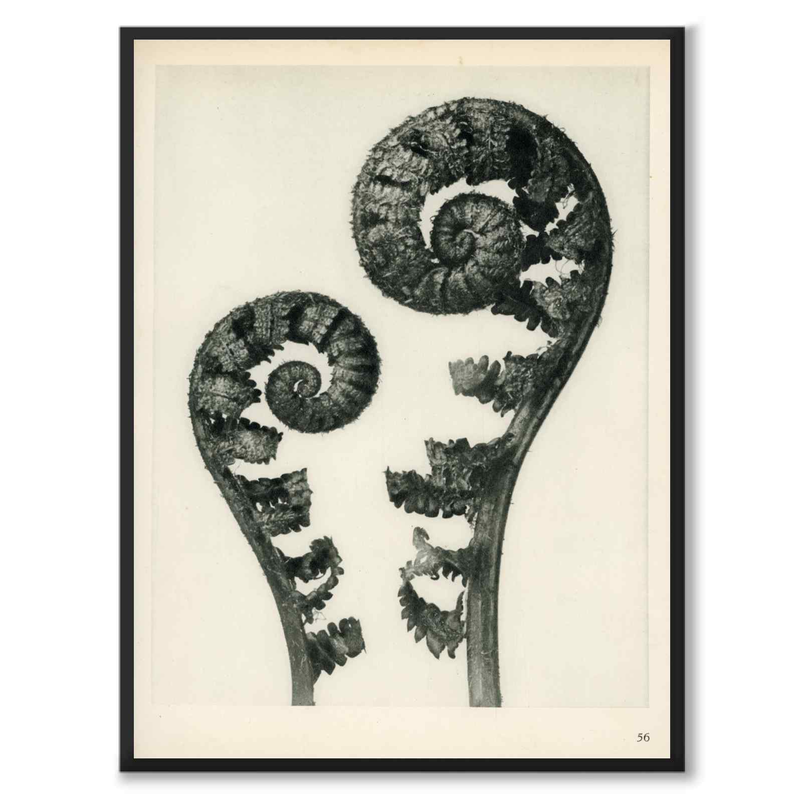 Blossfeldt som vintageillustration och poster från Historly – helbild utan vit kant