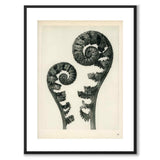 Blossfeldt som vintageillustration och poster från Historly – med vit kant utan titel