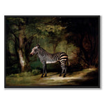 Zebra as an art poster from Historly – full image without white border