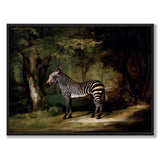 Zebra as an art poster from Historly – full image without white border