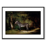 Zebra as an art poster from Historly – with white border without title