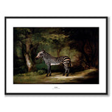 Zebra as an art poster from Historly – with white border and title