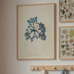 Oken Naturalia - Corals as wall art in an inspiring interior setting