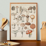 Oken Naturalia - Edible Mushrooms as wall art in an inspiring interior setting