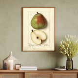 Päron som vintageillustration och poster från Historly – bild 2