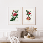 Punica Granatum as a poster from Historly – image 2