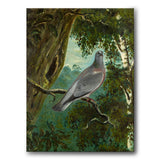 Stock Dove by Bruno Liljefors as a canvas print from Historly – image 1