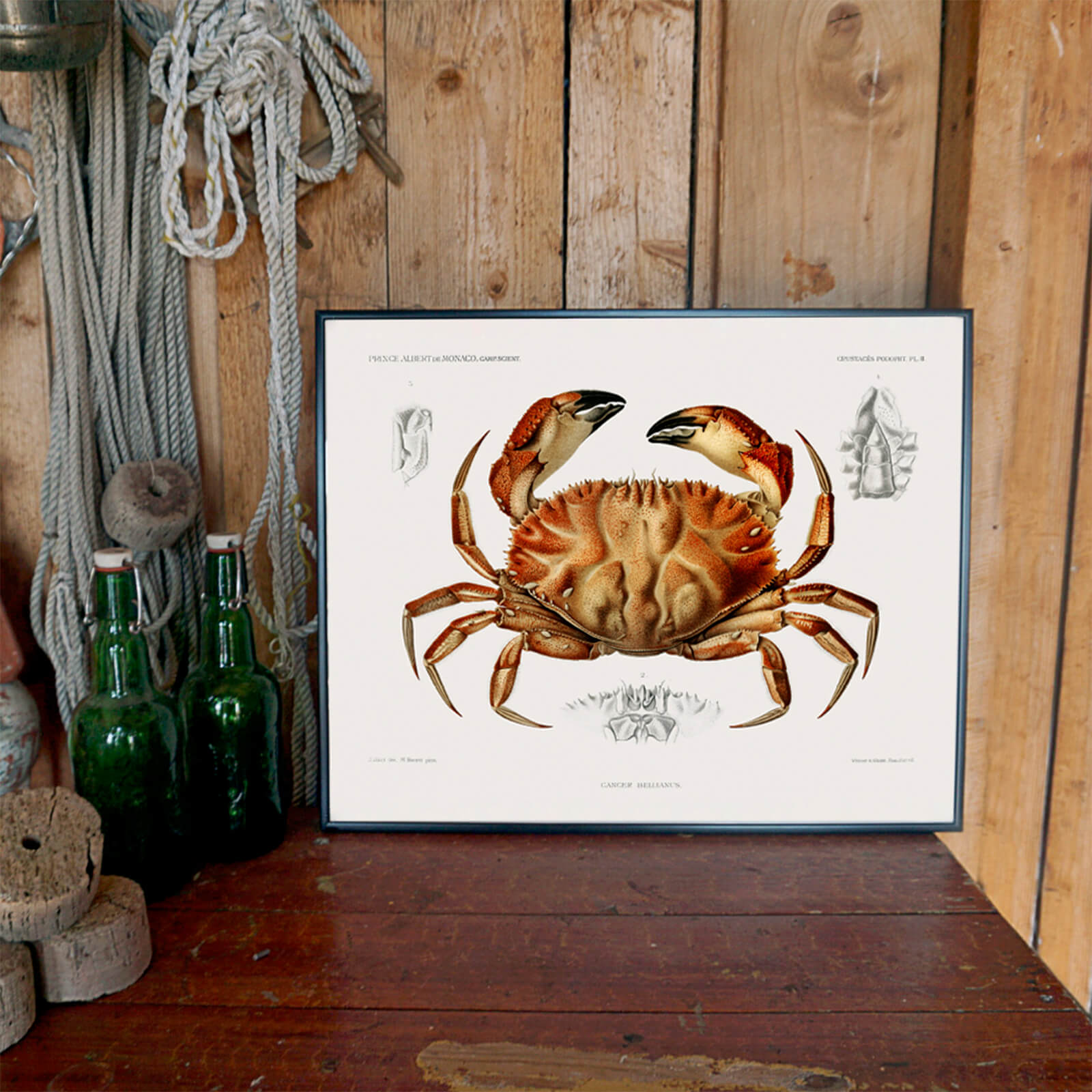 Toothed Rock Crab som väggkonst i inspirerande inredningsmiljö