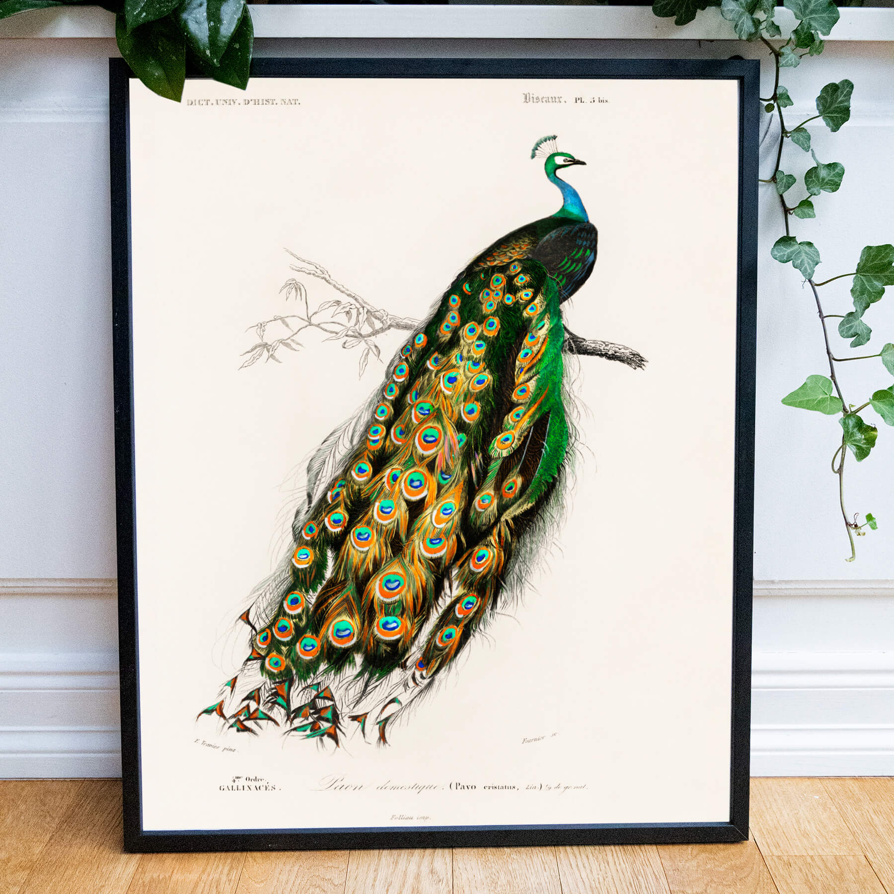 Indian Peafowl som vintage zoologisk illustration och poster från Historly – bild 2