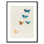 Five Butterflies som konstposter från Historly – med vit kant utan titel