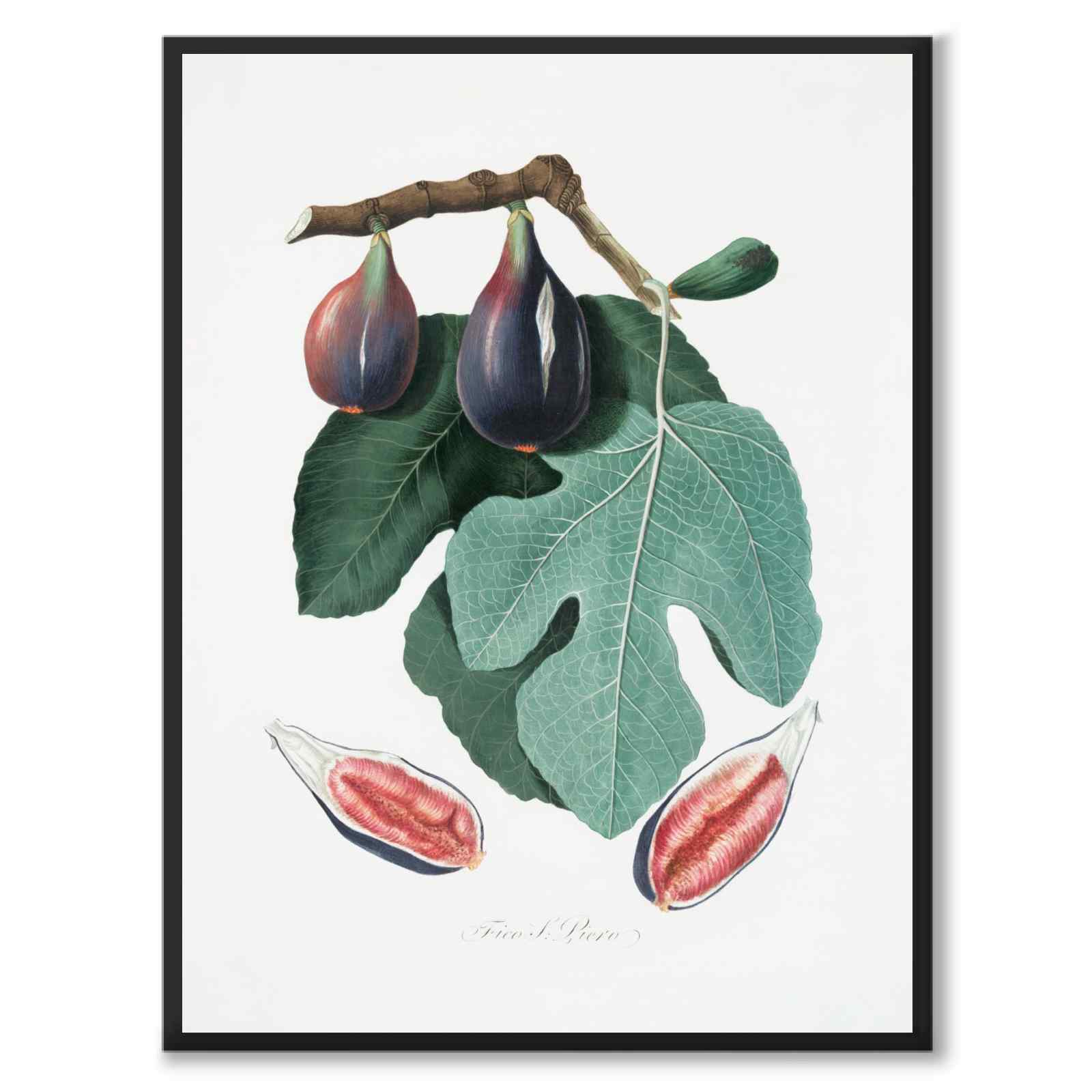 Fig som poster från Historly – helbild utan vit kant