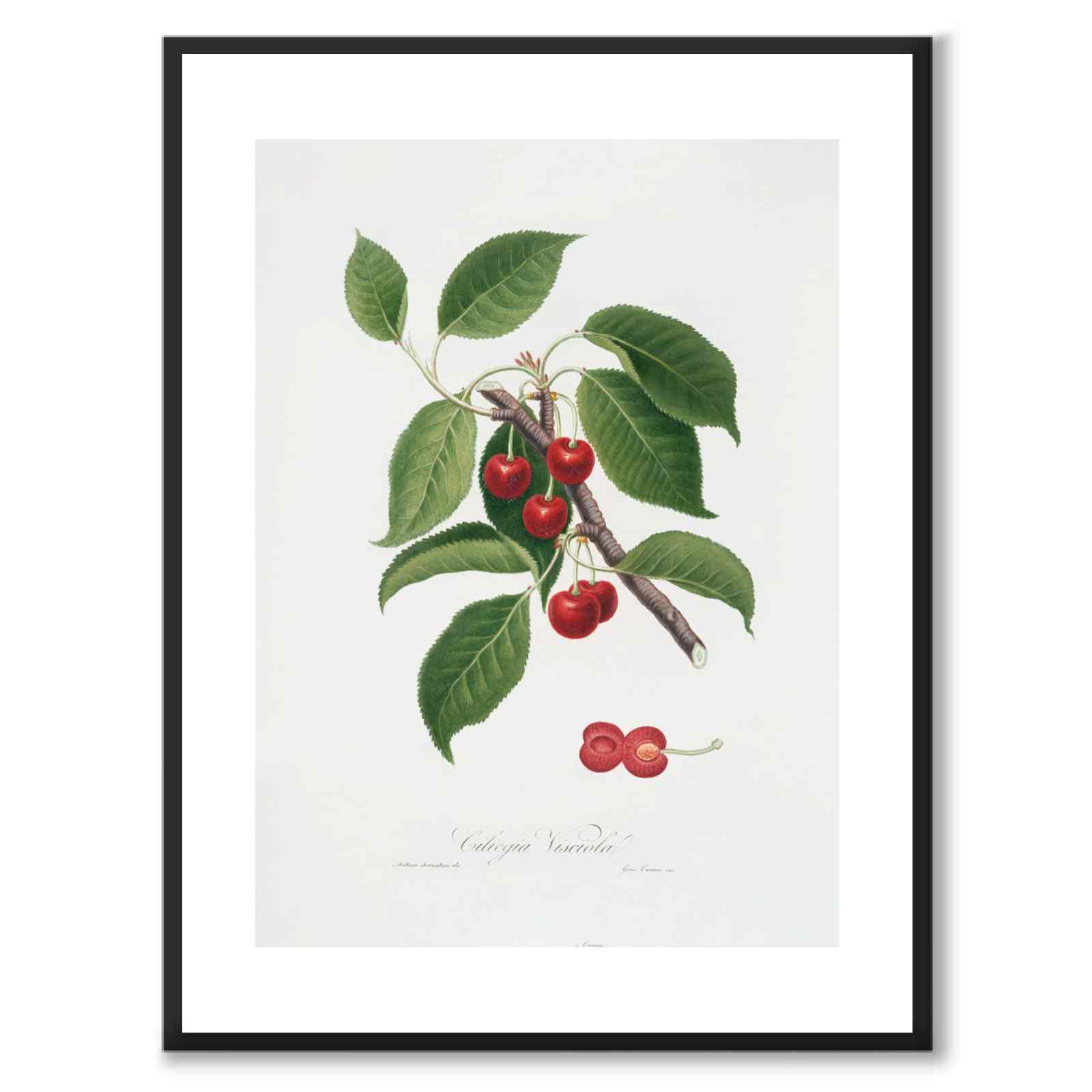 Cherry som poster från Historly – med vit kant utan titel