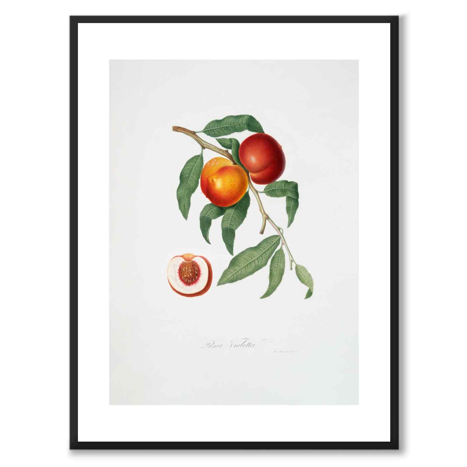 Walnut som poster från Historly – med vit kant utan titel