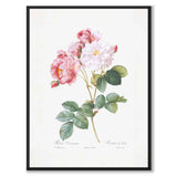 Roses som poster från Historly – helbild utan vit kant