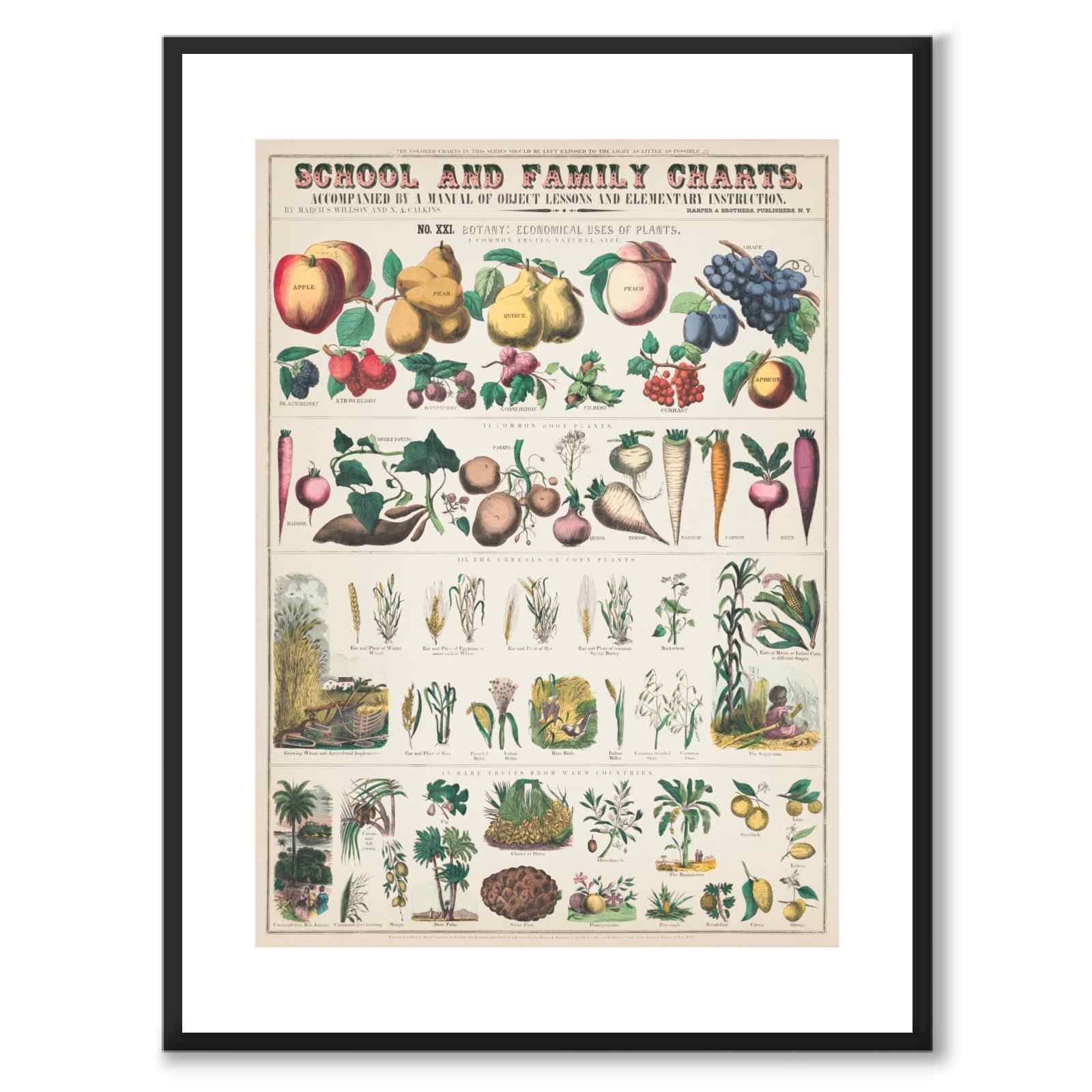 Plants and Roots som poster från Historly – med vit kant utan titel