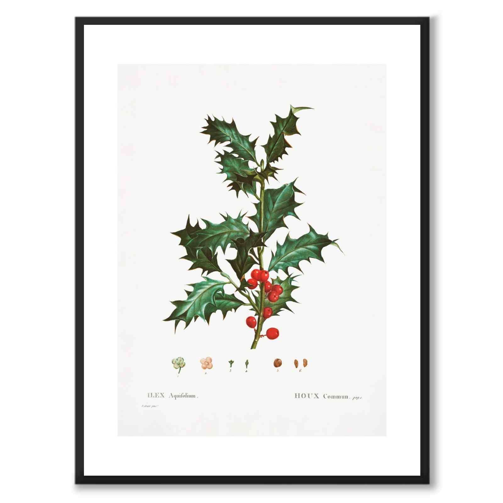 Hawfinch as a vintage zoological illustration and poster from Historly – with white border without title
