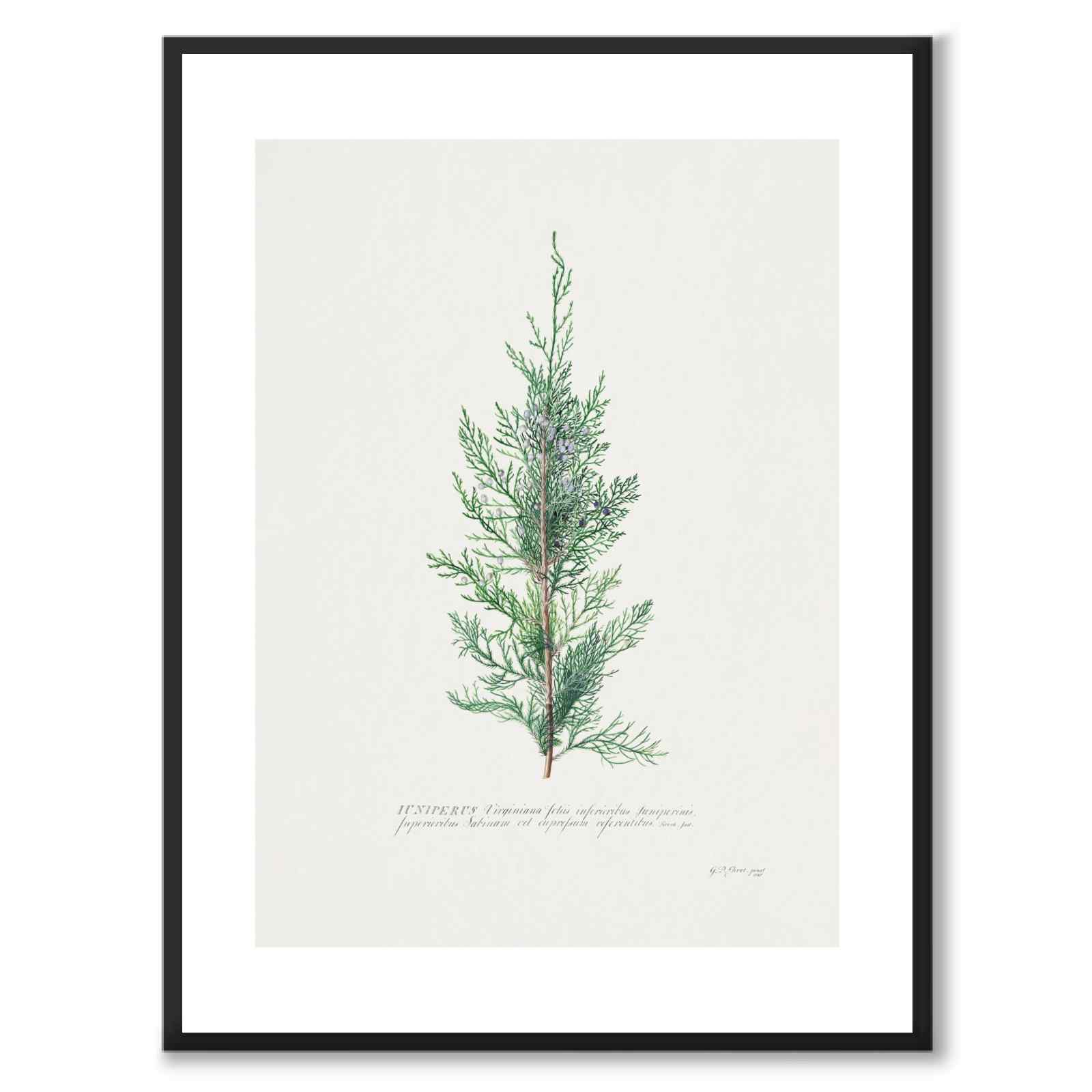Juniper som vintage zoologisk illustration och poster från Historly – med vit kant utan titel
