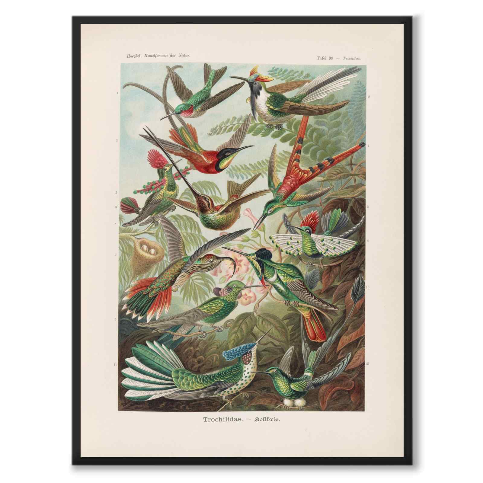 Hummingbirds as a vintage illustration and poster from Historly – full image without white border