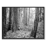 Ancient Forest som historiskt fotografi och poster från Historly – helbild utan vit kant