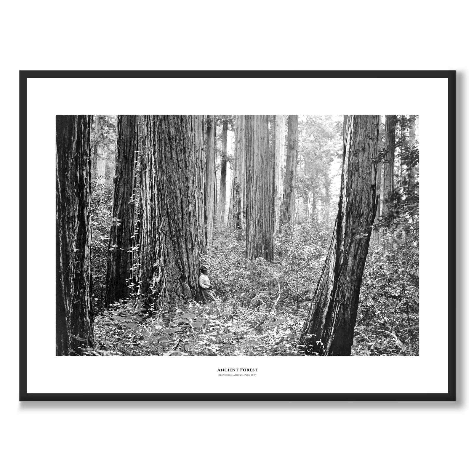 Ancient Forest som historiskt fotografi och poster från Historly – med vit kant och titel