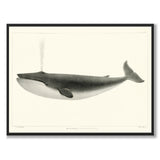 The Sulphurbottom som vintage zoologisk illustration och poster från Historly – bild 1